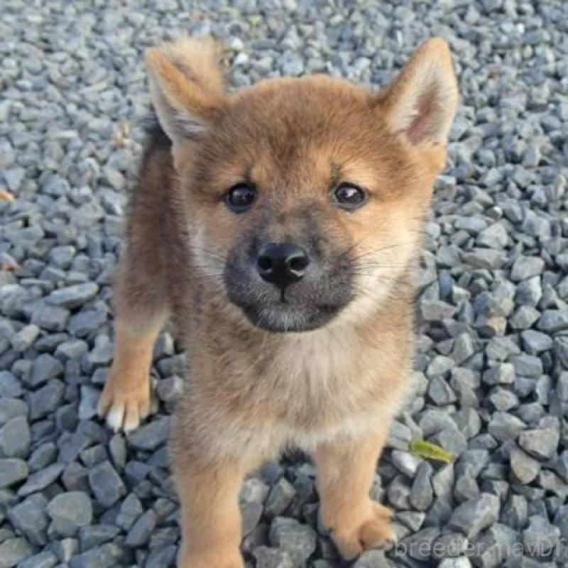 販売中の香川県の柴犬-403764の5枚目