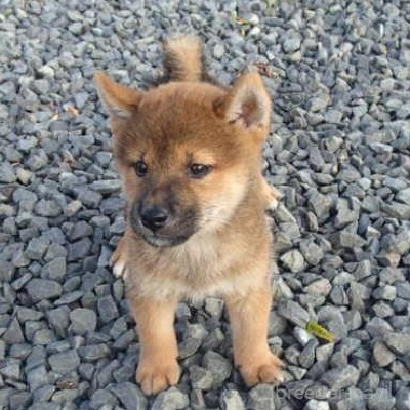 販売中の香川県の柴犬-403764の4枚目