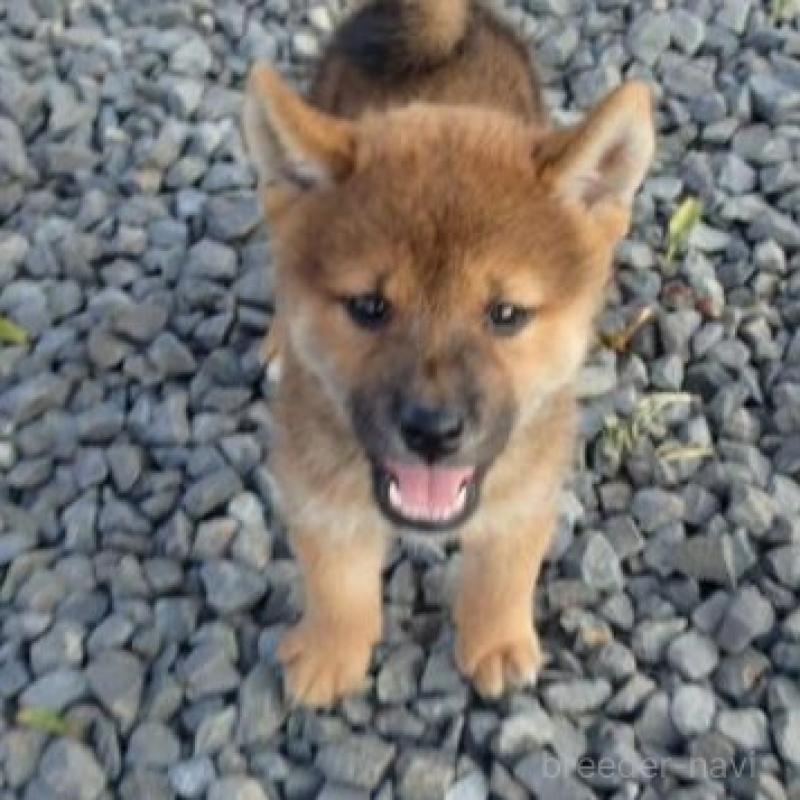 販売中の香川県の柴犬-403764の3枚目