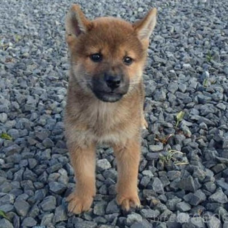 販売中の香川県の柴犬-403764の2枚目