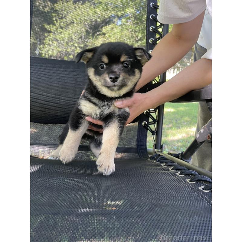 販売中の大分県のミックス犬-403770の22枚目