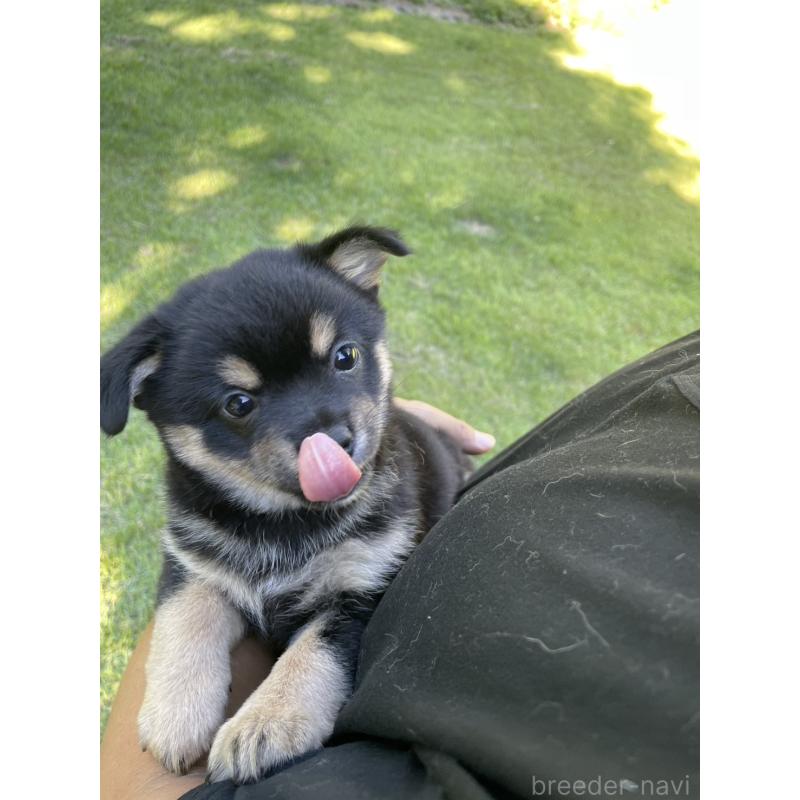 販売中の大分県のミックス犬-403770の21枚目
