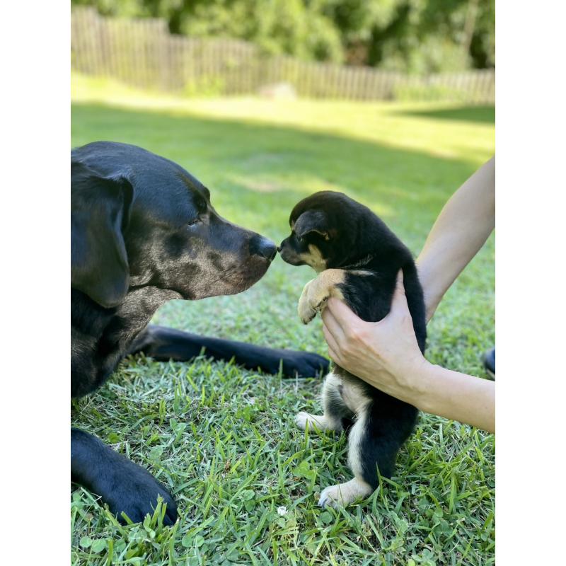 販売中の大分県のミックス犬-403770の18枚目