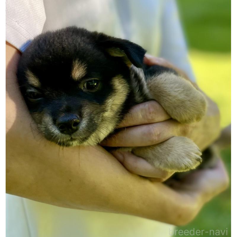 販売中の大分県のミックス犬-403770の17枚目