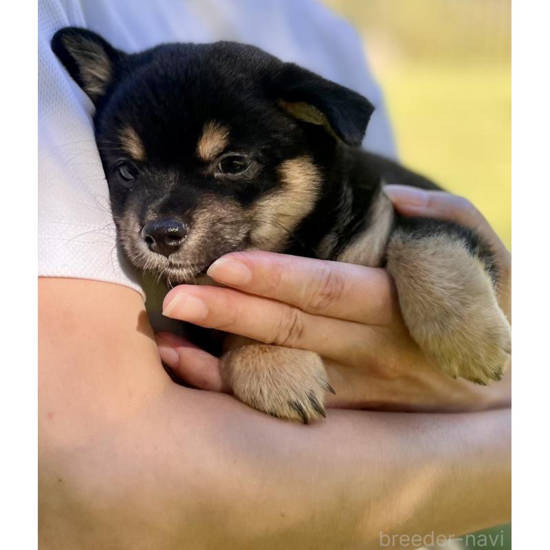 販売中の大分県のミックス犬-403770の16枚目
