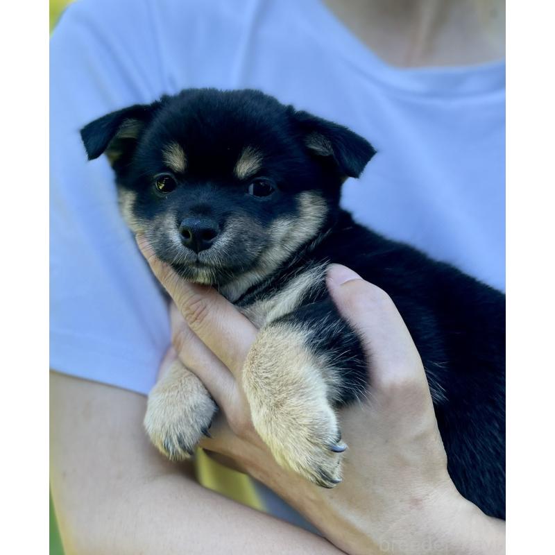 販売中の大分県のミックス犬-403770の15枚目