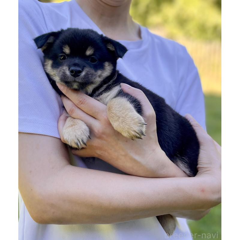 販売中の大分県のミックス犬-403770の14枚目