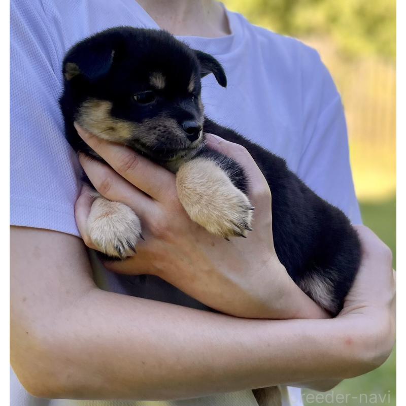販売中の大分県のミックス犬-403770の13枚目