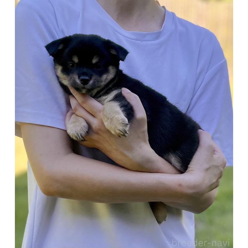 販売中の大分県のミックス犬-403770の12枚目