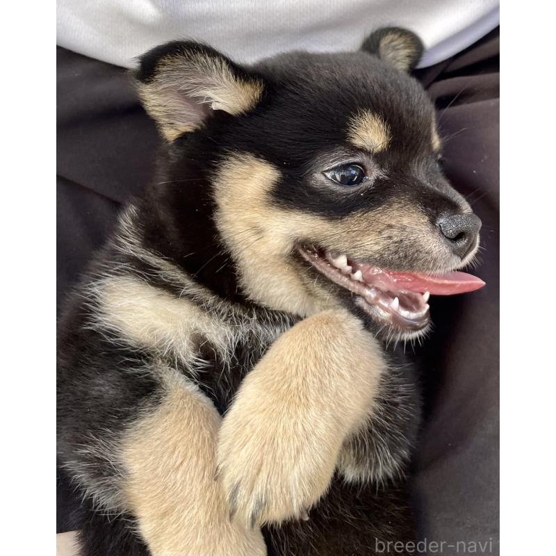 販売中の大分県のミックス犬-403770の10枚目