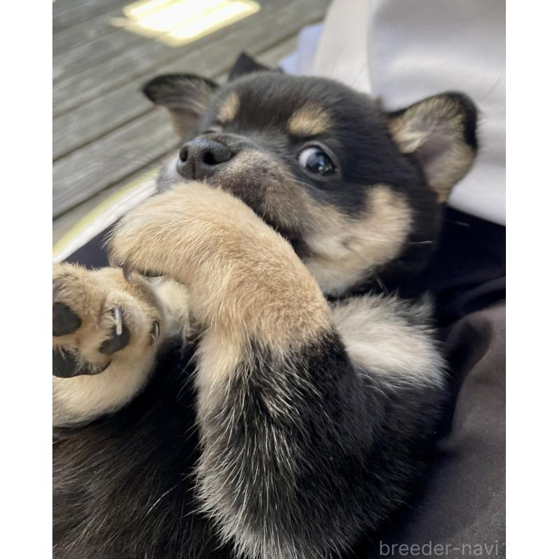 販売中の大分県のミックス犬-403770の9枚目