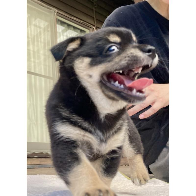 販売中の大分県のミックス犬-403770の6枚目