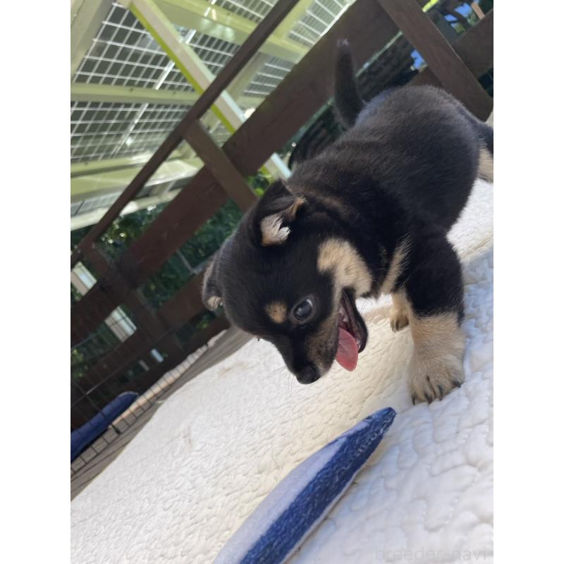 販売中の大分県のミックス犬-403770の5枚目