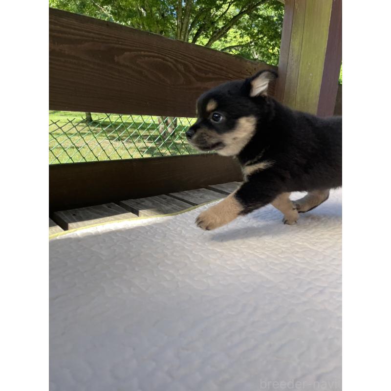 販売中の大分県のミックス犬-403770の4枚目