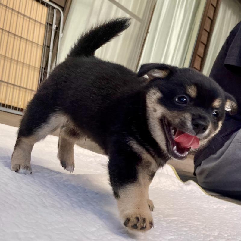 販売中の大分県のミックス犬-403770の3枚目