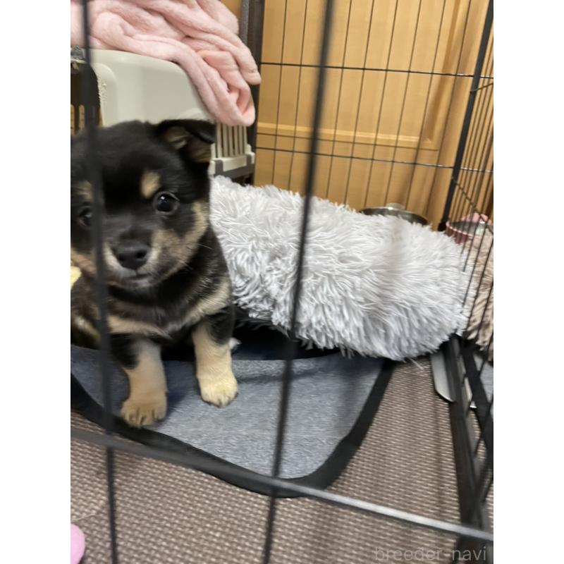 販売中の大分県のミックス犬-403770の2枚目