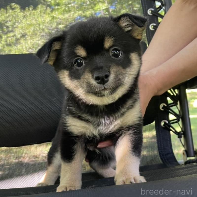 販売中の大分県のミックス犬-403770