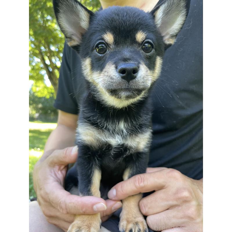 販売中の大分県のミックス犬-403771の29枚目