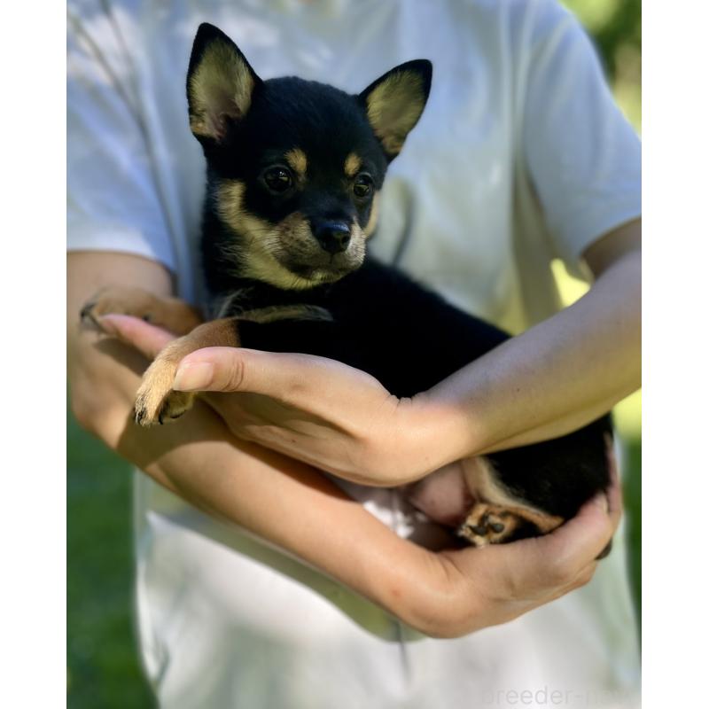 販売中の大分県のミックス犬-403771の28枚目