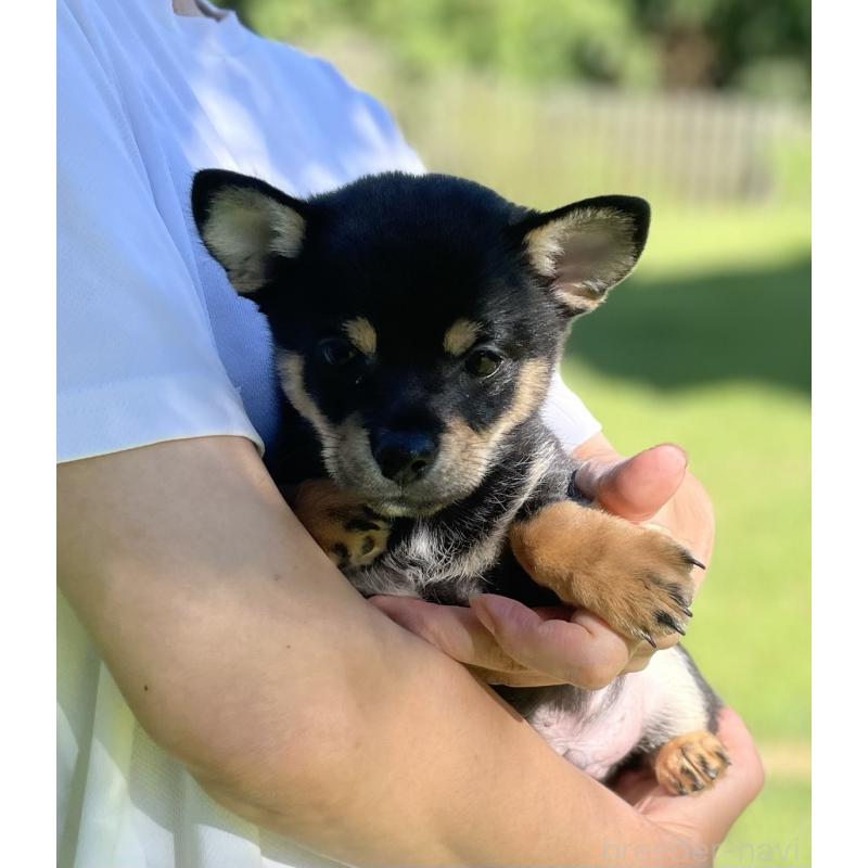 販売中の大分県のミックス犬-403771の27枚目