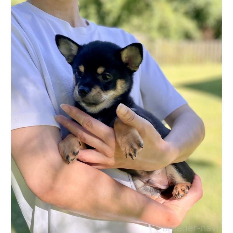 販売中の大分県のミックス犬-403771の26枚目