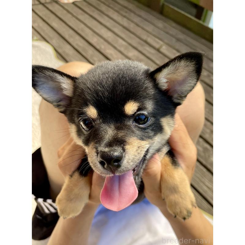 販売中の大分県のミックス犬-403771の24枚目