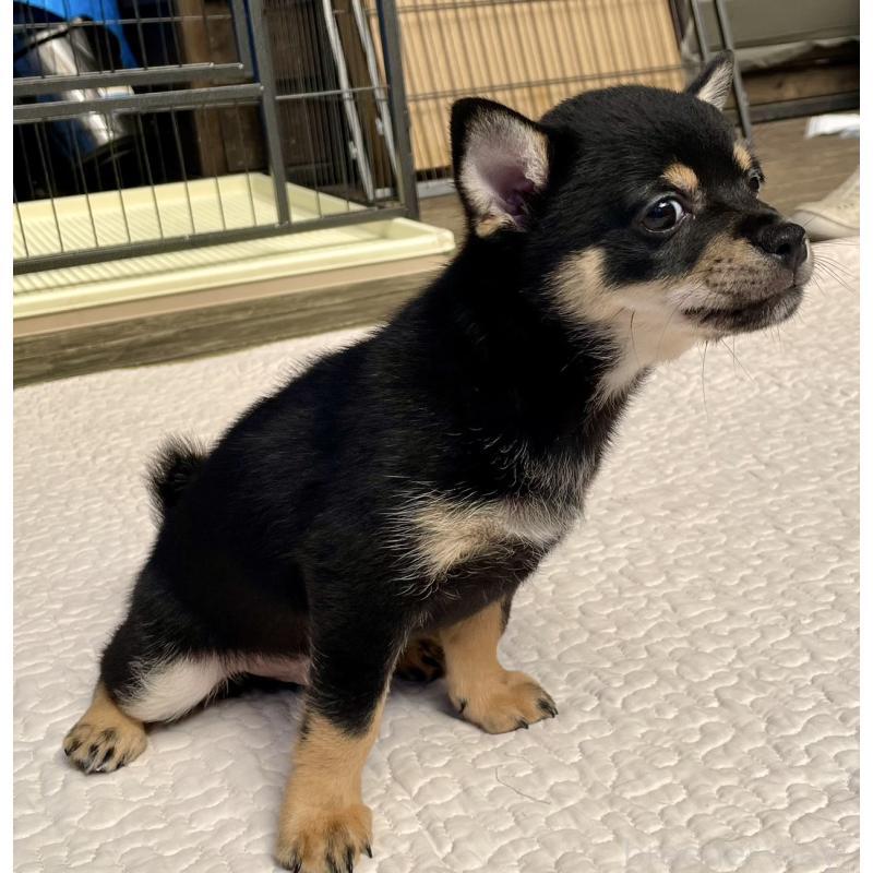 販売中の大分県のミックス犬-403771の23枚目