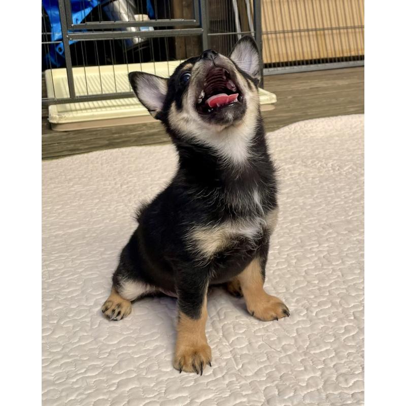 販売中の大分県のミックス犬-403771の22枚目