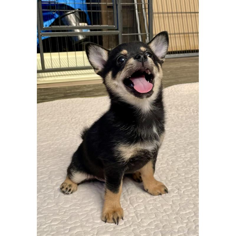 販売中の大分県のミックス犬-403771の21枚目