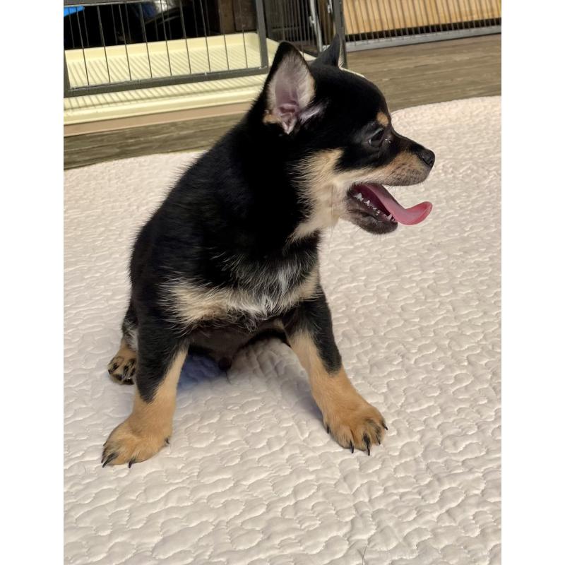 販売中の大分県のミックス犬-403771の20枚目