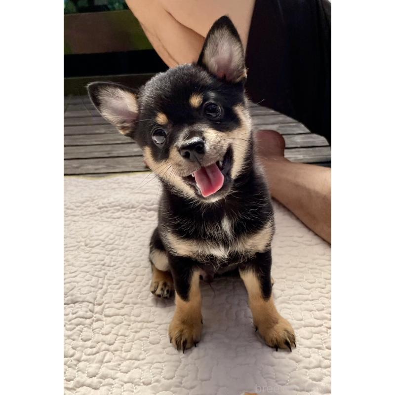 販売中の大分県のミックス犬-403771の15枚目