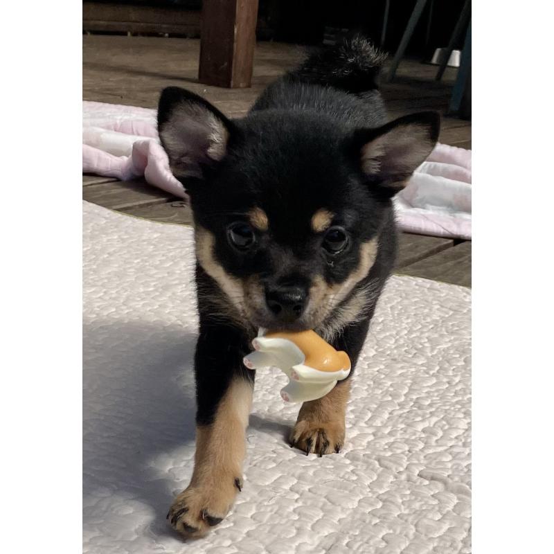 販売中の大分県のミックス犬-403771の14枚目