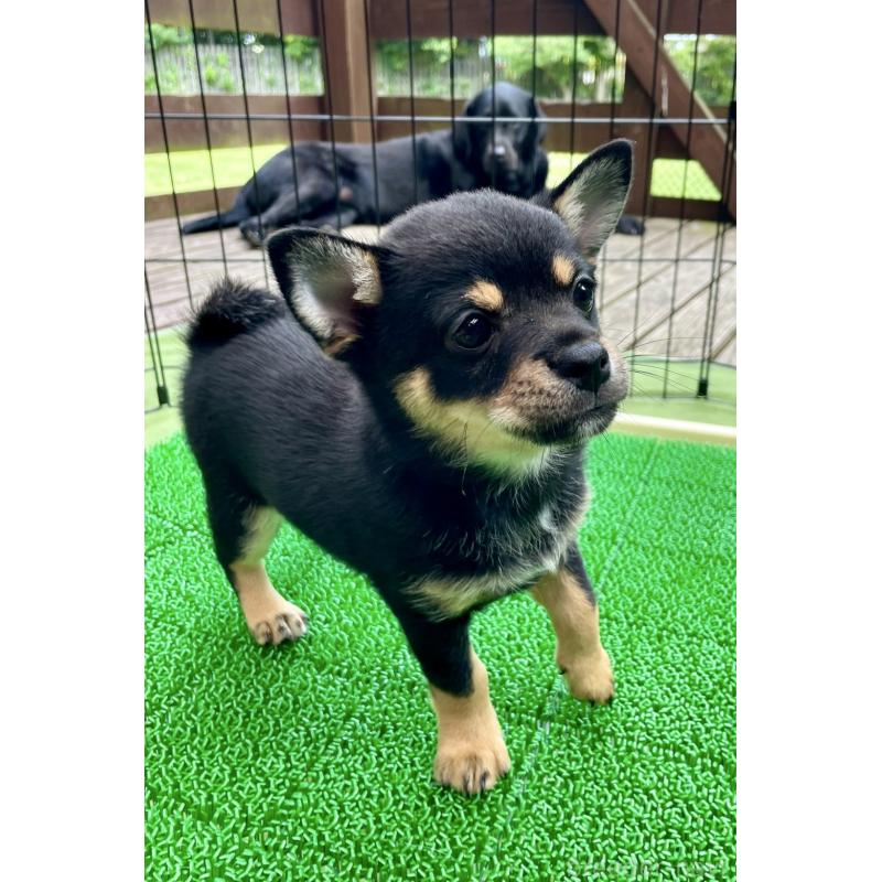販売中の大分県のミックス犬-403771の11枚目