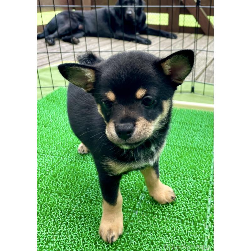 販売中の大分県のミックス犬-403771の10枚目