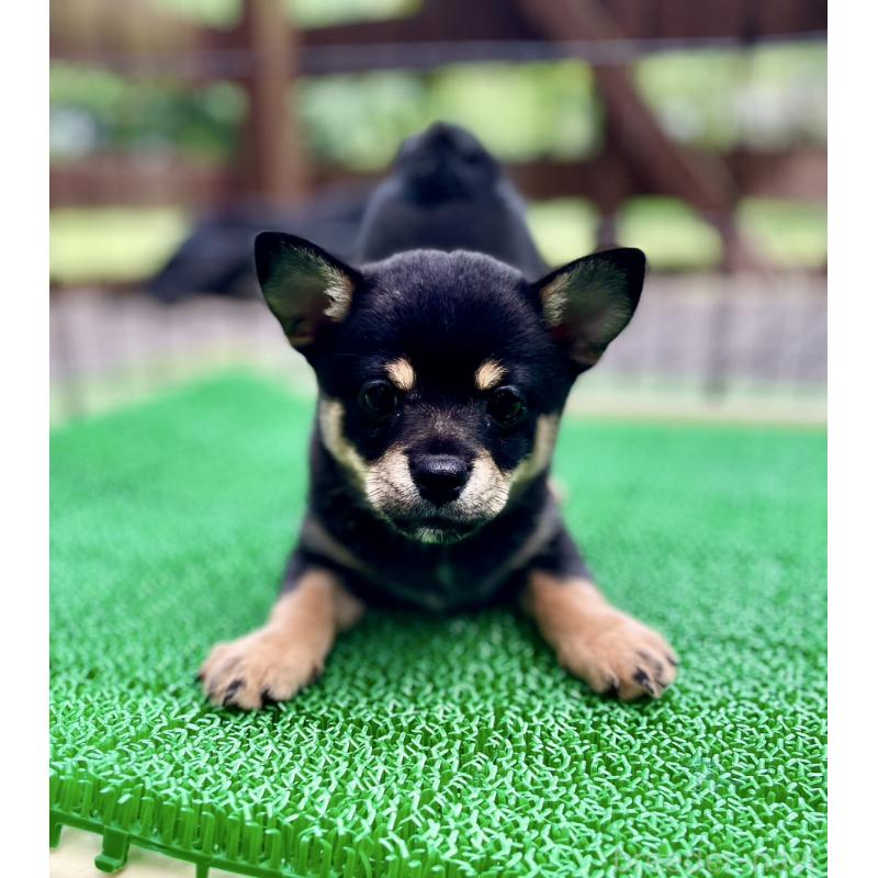 販売中の大分県のミックス犬-403771の9枚目