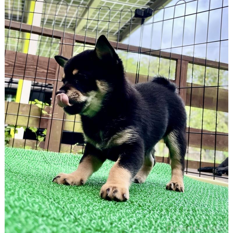 販売中の大分県のミックス犬-403771の8枚目