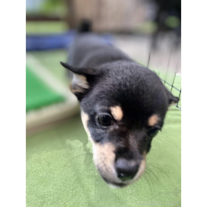 販売中の大分県のミックス犬-403771の6枚目