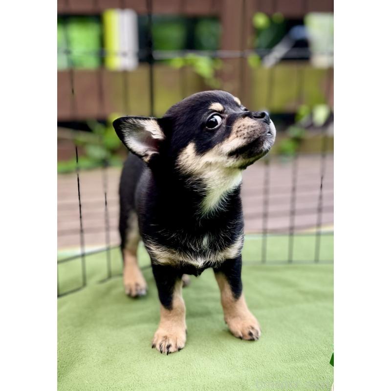 販売中の大分県のミックス犬-403771の5枚目
