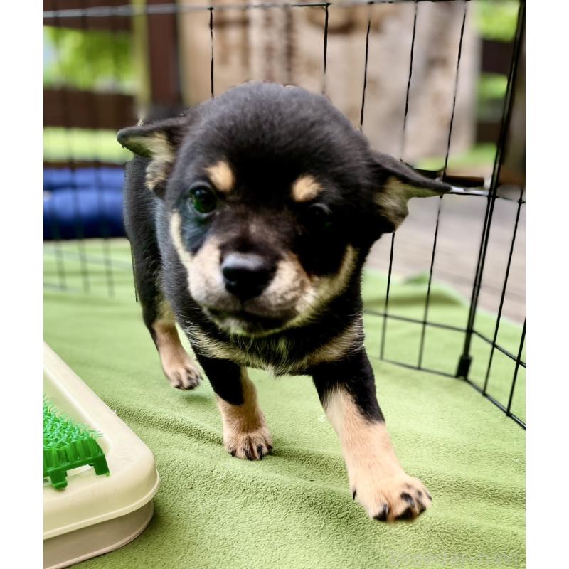 販売中の大分県のミックス犬-403771の4枚目