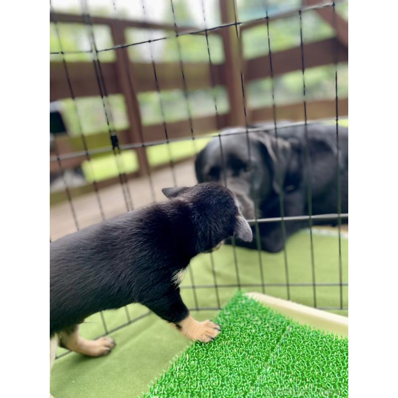 販売中の大分県のミックス犬-403771の3枚目
