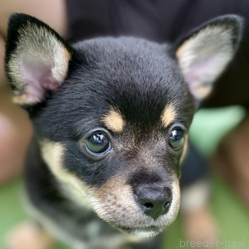 販売中の大分県のミックス犬-403771の2枚目