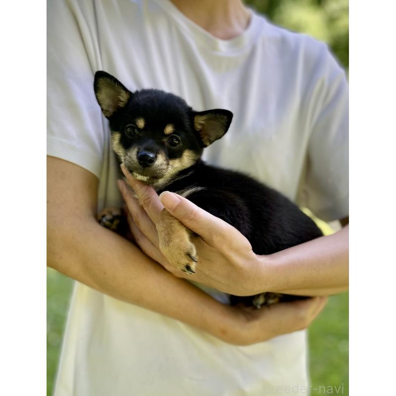 販売中の大分県のミックス犬-403773の29枚目