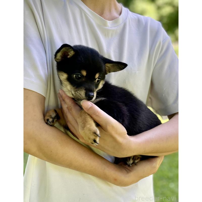 販売中の大分県のミックス犬-403773の28枚目