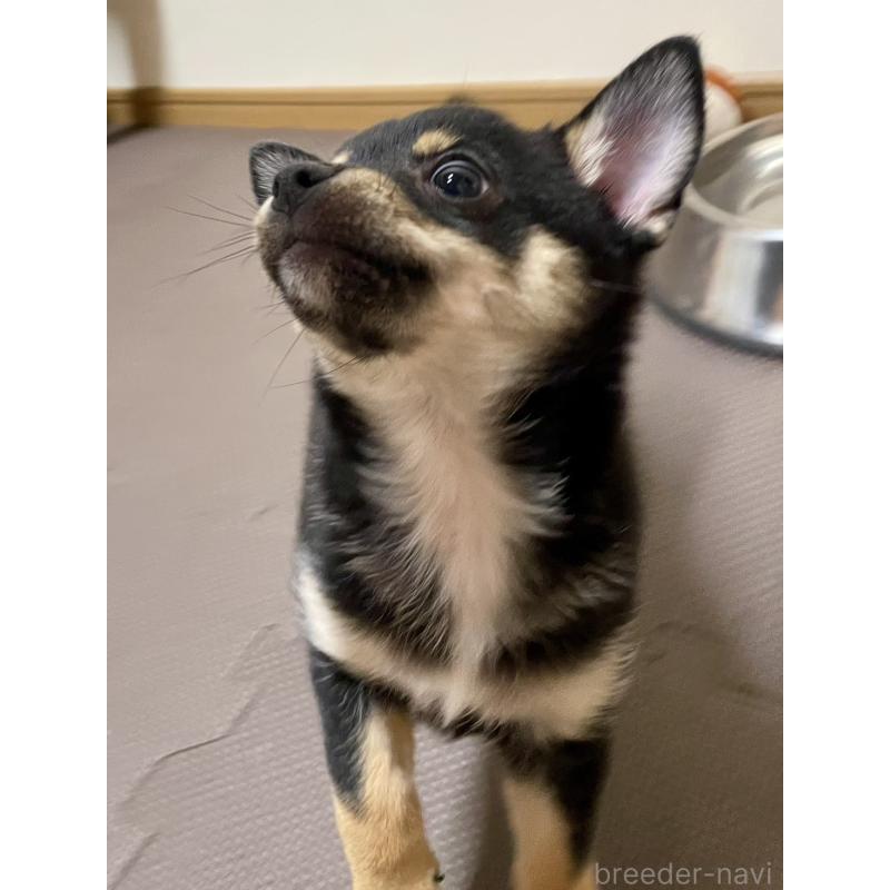 販売中の大分県のミックス犬-403773の27枚目