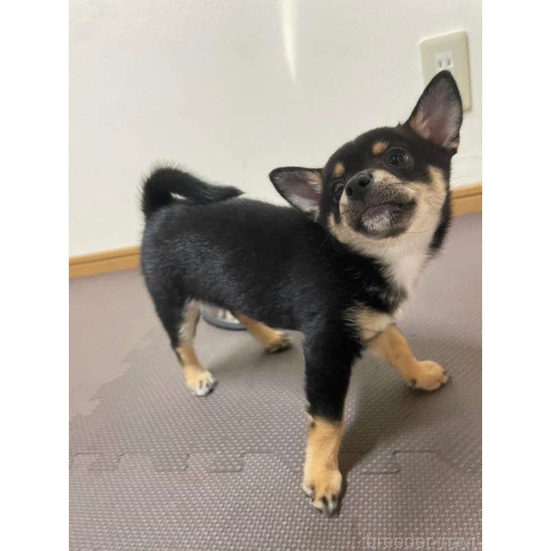 販売中の大分県のミックス犬-403773の26枚目