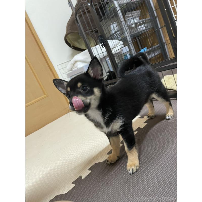販売中の大分県のミックス犬-403773の25枚目