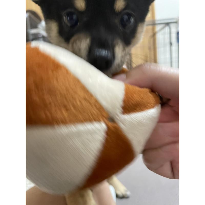 販売中の大分県のミックス犬-403773の23枚目