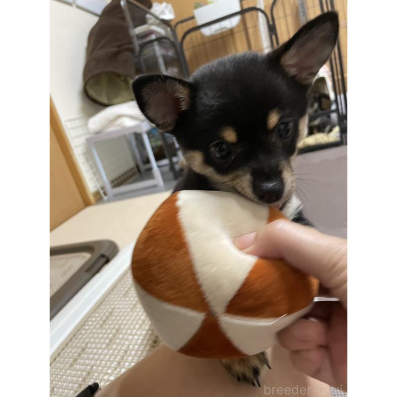 販売中の大分県のミックス犬-403773の22枚目