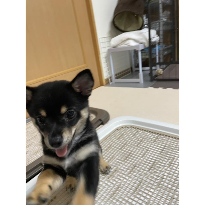 販売中の大分県のミックス犬-403773の21枚目