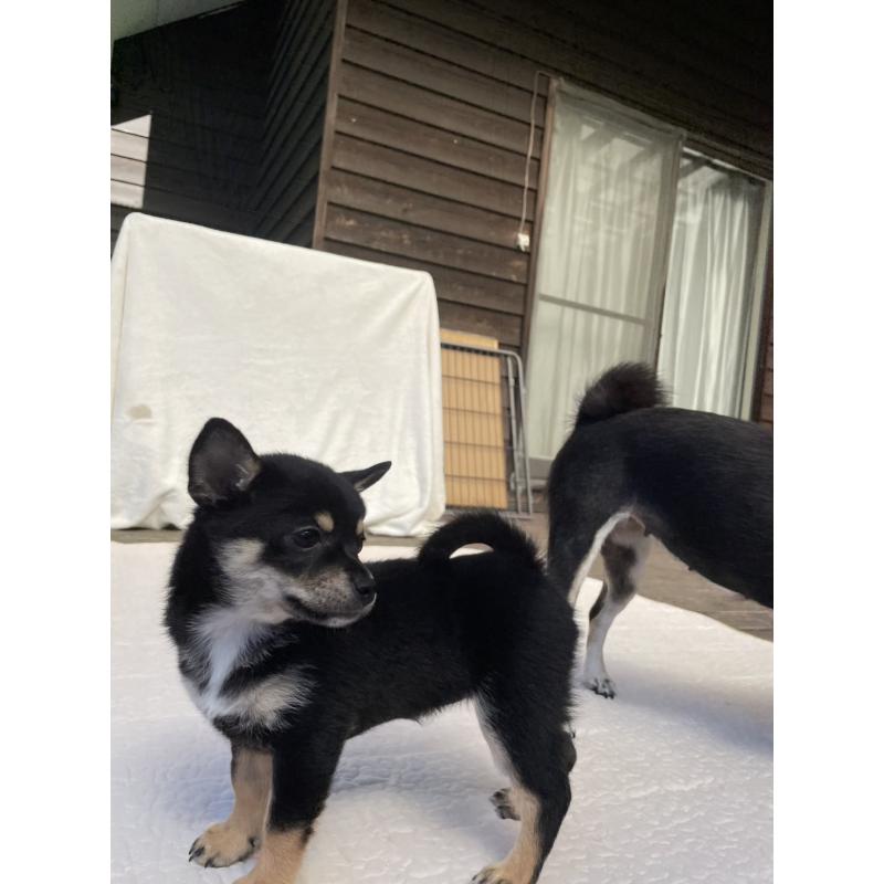 販売中の大分県のミックス犬-403773の15枚目